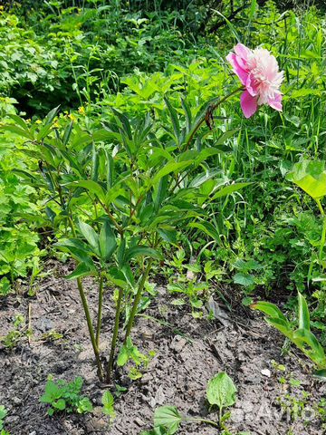 Пион светло розовый