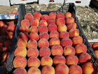 Молодой плодоносящий персиковый сад 5 га в Крыму объявление продам