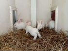 Кролик Белый Великан миакро Инстаграм griblyanka объявление продам
