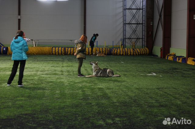 Воспитание и дрессировка собак