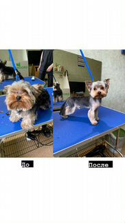 Стрижка собак / грумер / груминг