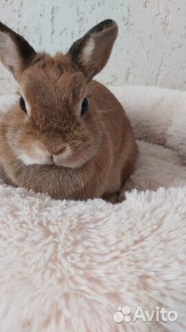 Декоративные кролики,доставка