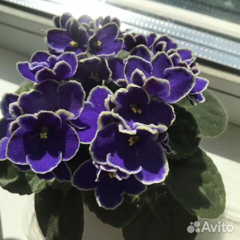 Фиалка фиолетовая