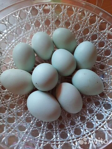 Яйцо Марана, Амераукана