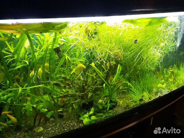 Рыбки оптом