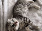 Котенок от шотландской вислоухой кошки объявление продам