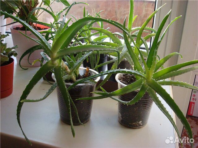 Алоэ столетник