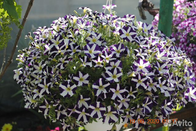 Укорененные черенки петуния, калибрахоа, бакопа