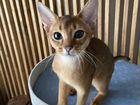 Абиссинский котик 1 год кастрирован объявление продам