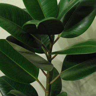 Фикус, сорт - каучуконосный - 1,5 м высотой