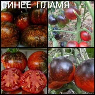 Семена томатов