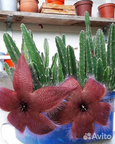 Стапелия, суккулент