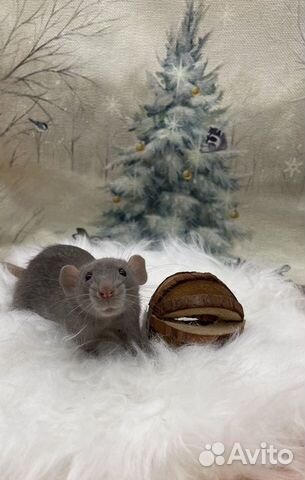 Крысята девочки и мальчики