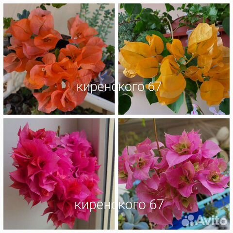 Пеларгония (герань), бугенвиллия разные