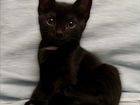 Чёрный котенок-девочка в дар