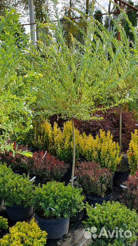 Ива цельнолистная Hakuro-Nishiki