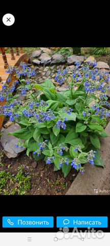 Рассада многолетних цветов