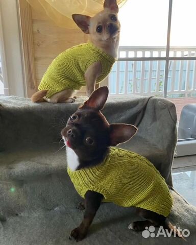 Одежда для собак и кошек