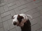 Собака долматинец,с превивками итд. цена, 3 т руб объявление продам