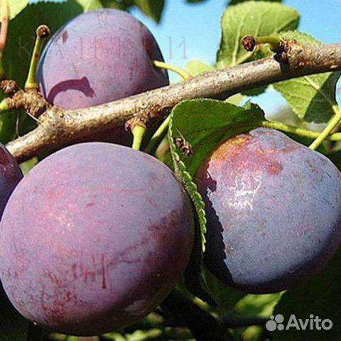 Слива, вишня, клубника и др