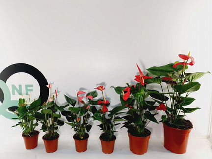 Антуриум. Цветок мужское счастье