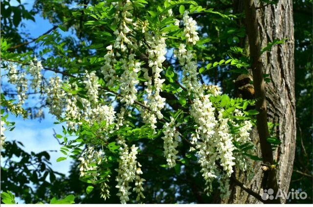 Белая акация, арония, рябина, калина, ясень