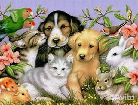 Ветеринарный врач на дом. Ветеринарный кабинет