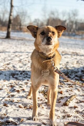 Марк в добрые руки