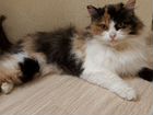 Персидская кошка, метис