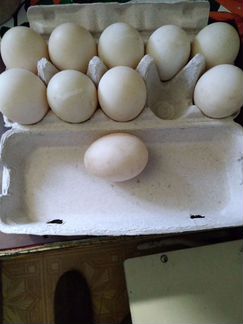Яйцо утки домашние