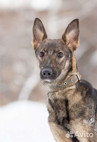 Нарзан ищет дом