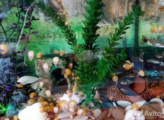 Улитки аквариумные