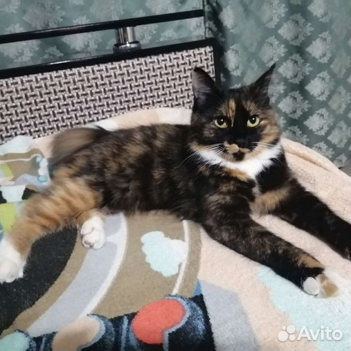 Отдам даром шарыпово котенка. Гуково кошки. Котята гуково авито. Гуково кошки. Гуково кошки.