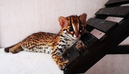 Алк лютик. азиатский леопардовый кот