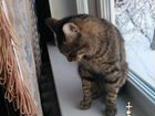Кот ищет дом объявление продам