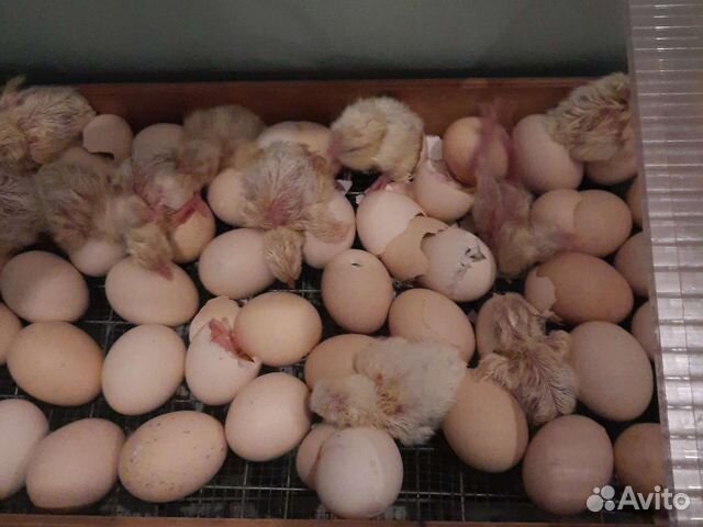 Утята, индюшата, гусята, цыплята,гусята