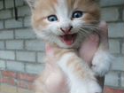 Котята кошки мышеловки объявление продам