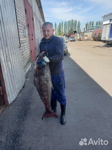 Толстолобик охлажденный,мороженный донской опт