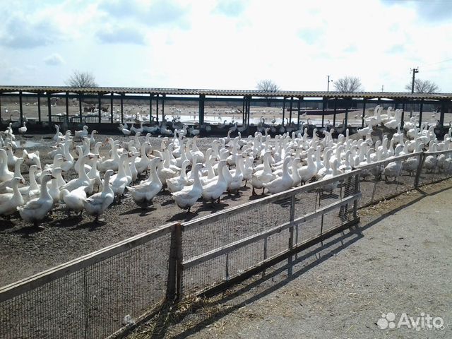 Суточные гусята