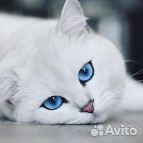 Выгул собак, передержка собак и кошек, зооняня