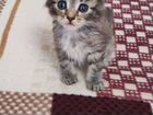 Кошки котята мейн-кун объявление продам