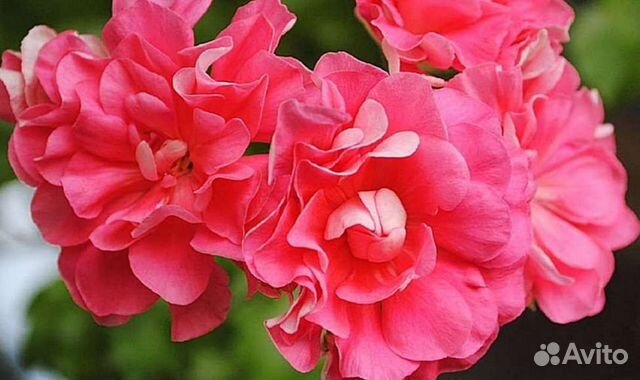 Пеларгония сортовая,плющелистная, герань