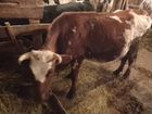 Корова, жеребёнок, быки объявление продам