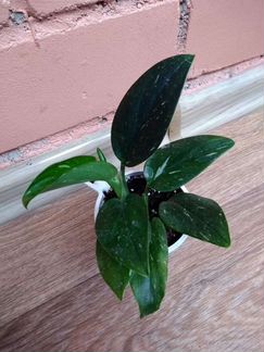 Филодендроны