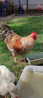 Ия Билефельдер и Суссекс Парцеляновый