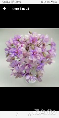 Набор фиалок-трейлеров