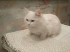 Котенок породы турецкая ангора только в ответствен объявление продам
