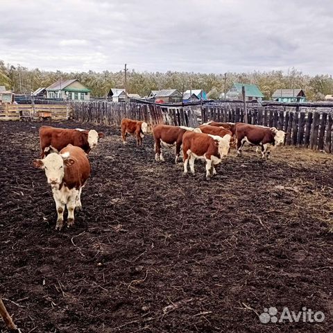 Телята породы швицы фото