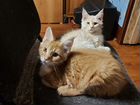Котятки Мейн-Куны объявление продам