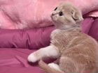 Шотландские вислоухие котята мраморные